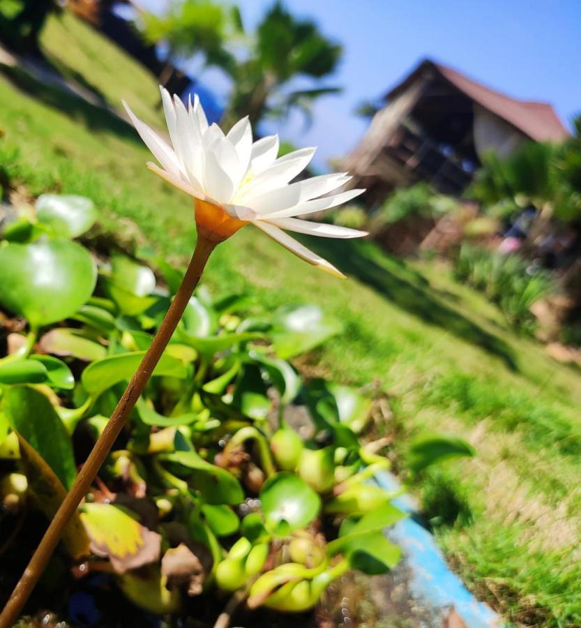 Lotus Sutra Hotel Arambol Bagian luar foto